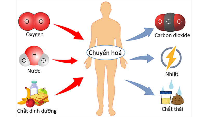 Viên Gout Cấp Thạch Giải Linh giúp tăng cường quá trình chuyển hóa và lợi tiểu