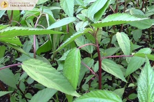 Mồng tơi và rau đay có tác dụng nhuận tràng tự nhiên