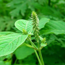 Cỏ xước