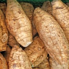Củ Cát Căn